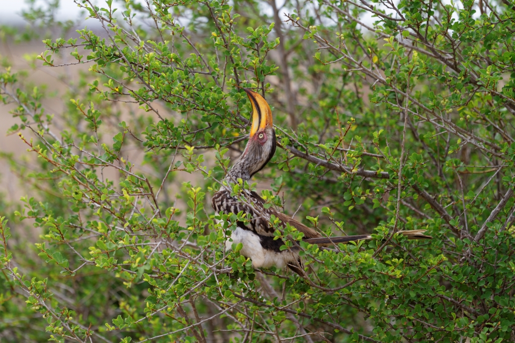 08 - Kruger NP (16)-Kalao a bec rouge.jpg